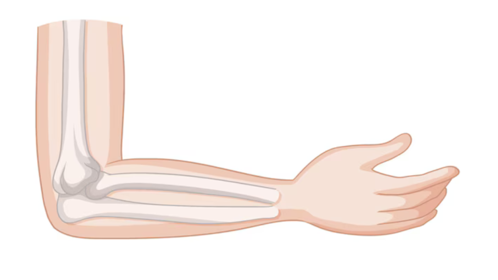 Anatomy of the Elbow